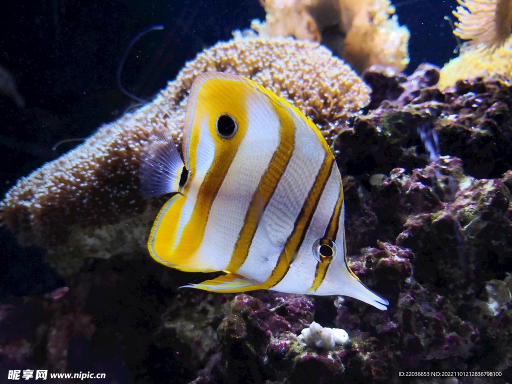 水族馆观赏鱼