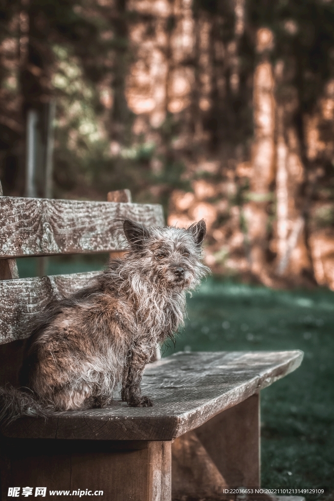 老山小猎犬