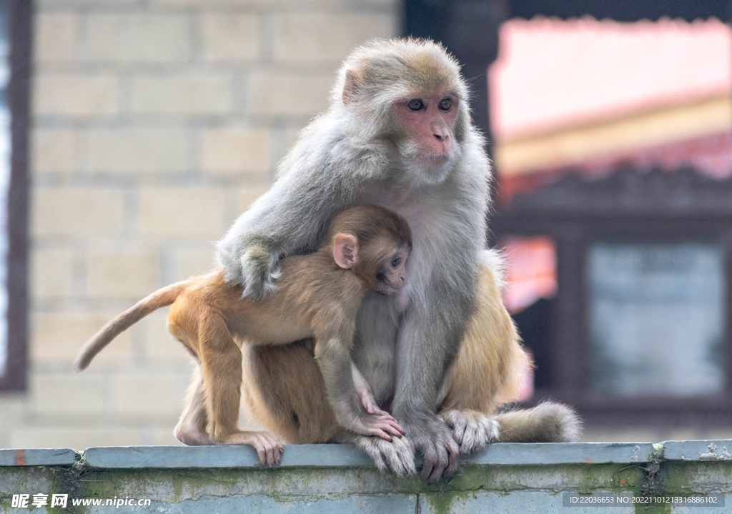 猴子妈妈和猴宝宝