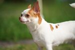 宠物犬