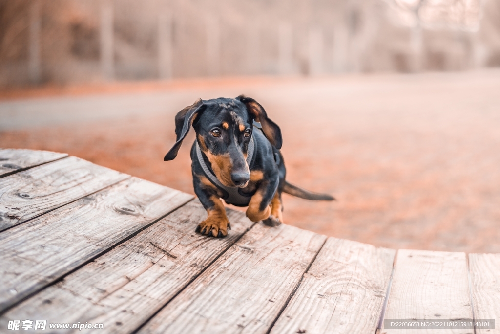 腊肠犬