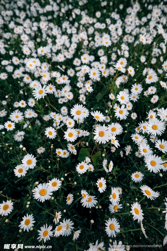 小雏菊