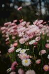 粉色菊花