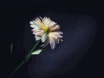 菊花特写