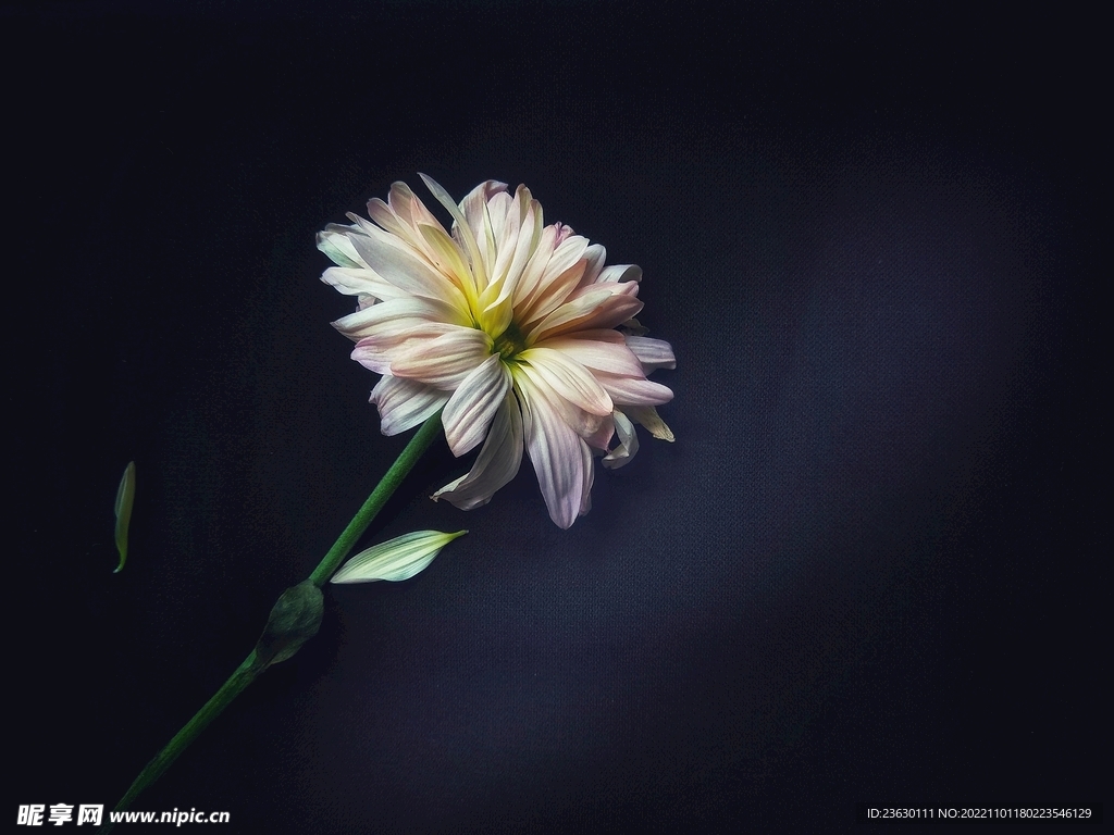 菊花特写