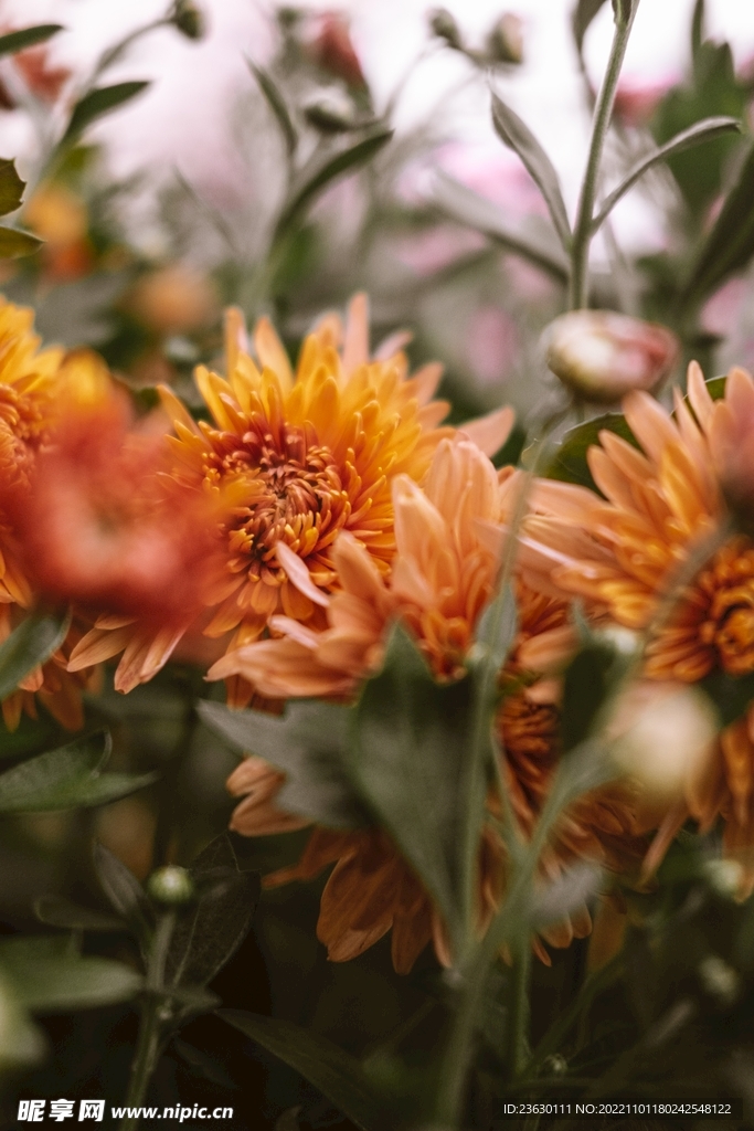 菊花
