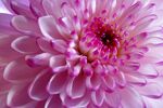粉色菊花