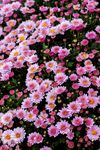 粉色小雏菊
