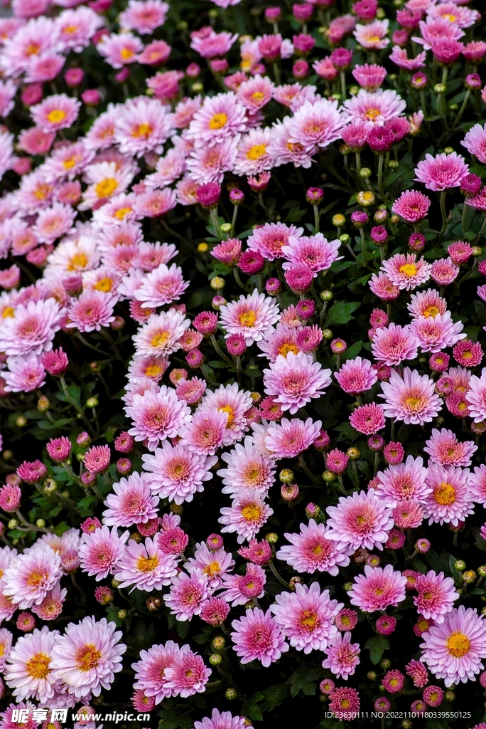 粉色小雏菊