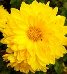 黄色菊花