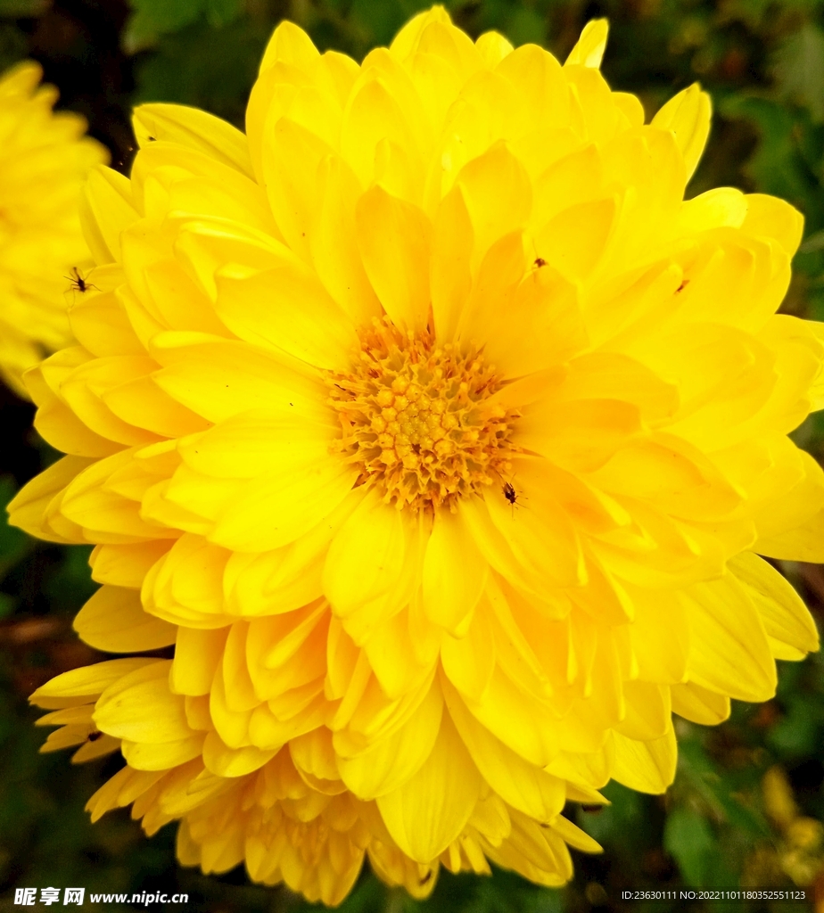 黄色菊花