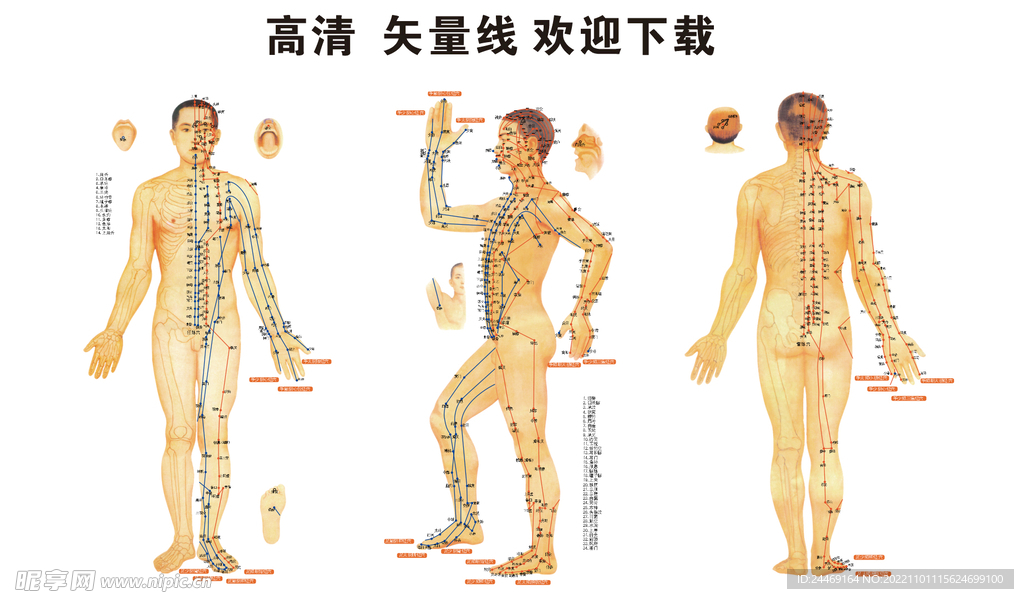 标准经穴部位图 经络图