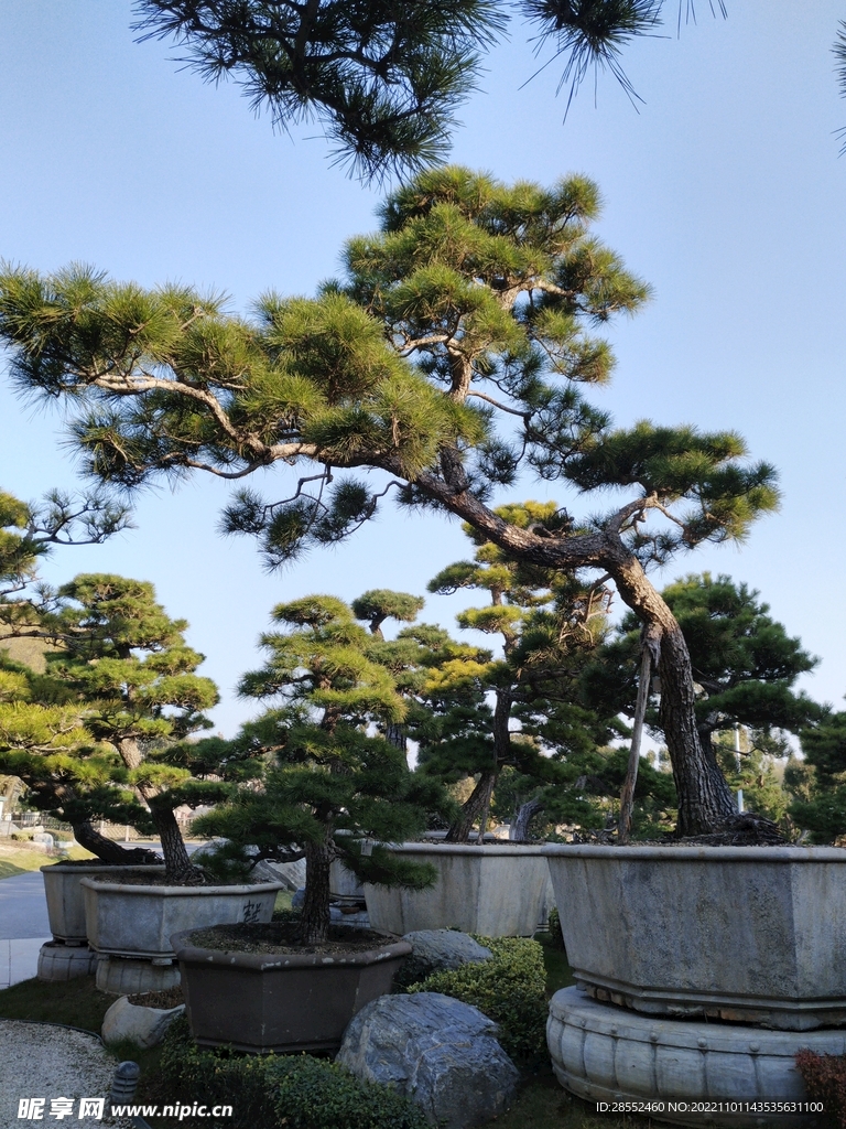 松树盆景