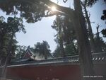 孟庙古树