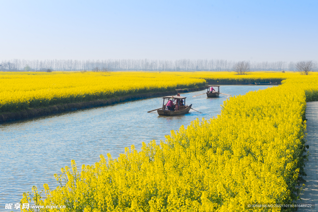 油菜花田
