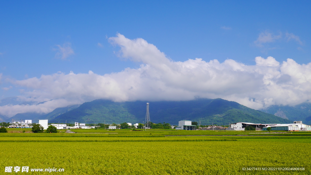 田园稻田