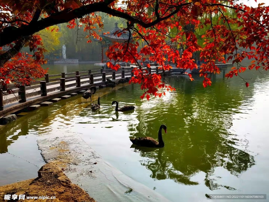湖泊树叶自然风景