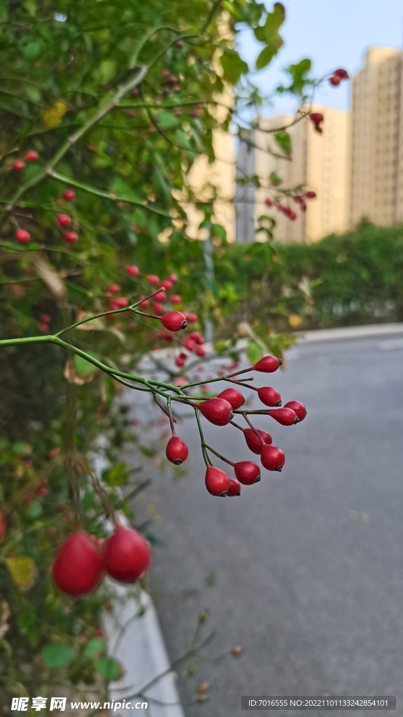 秋日