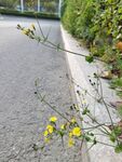 路边的小花