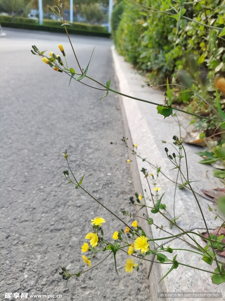 路边的小花