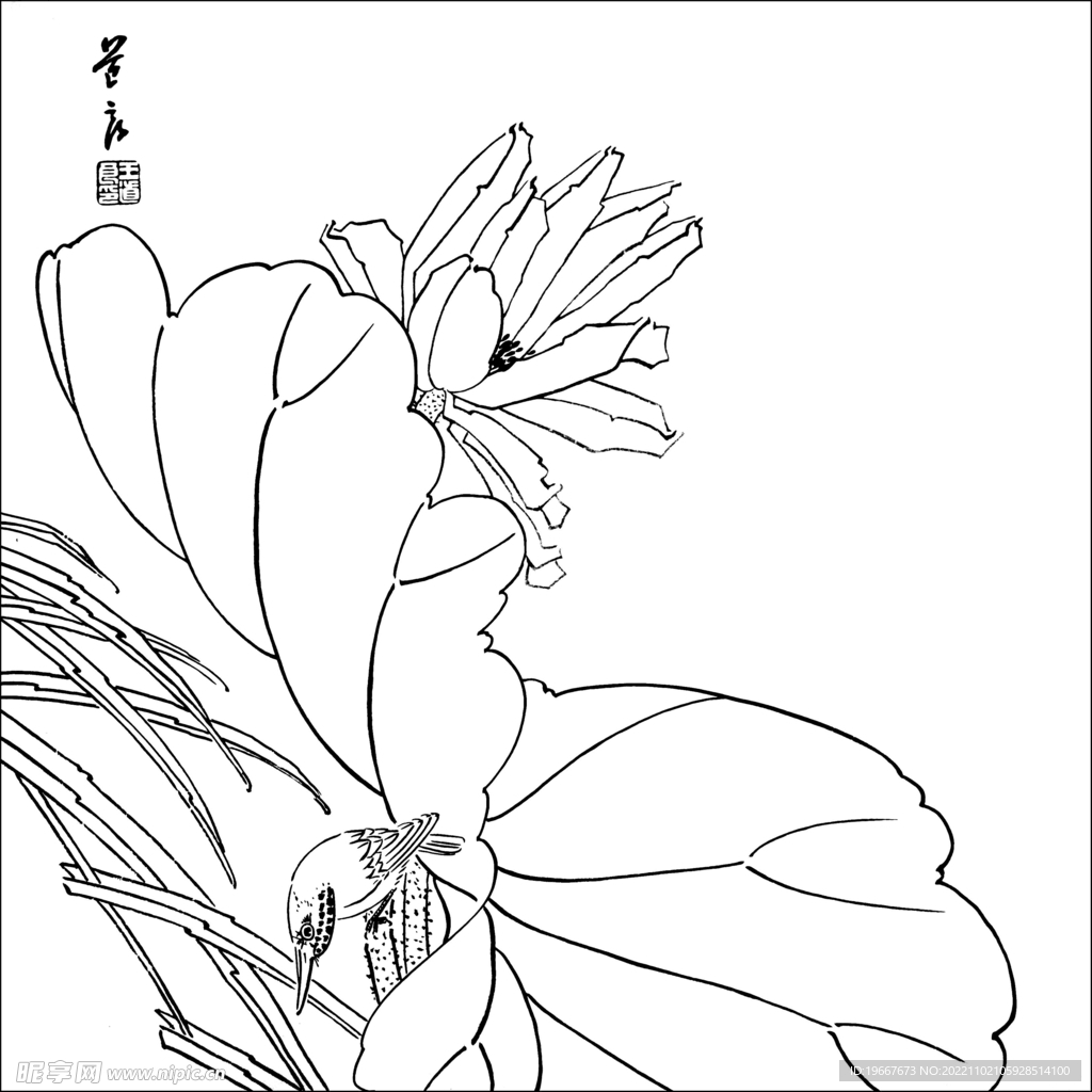 荷花线描