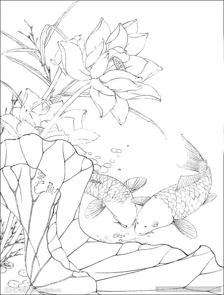 荷花线描