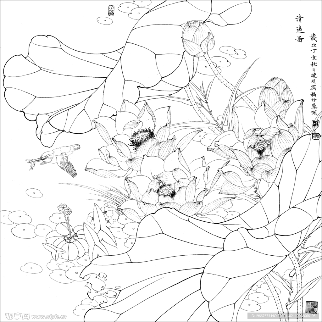 荷花线描
