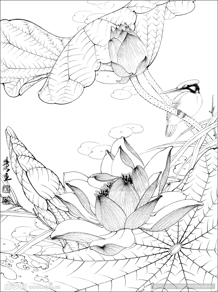 荷花线描