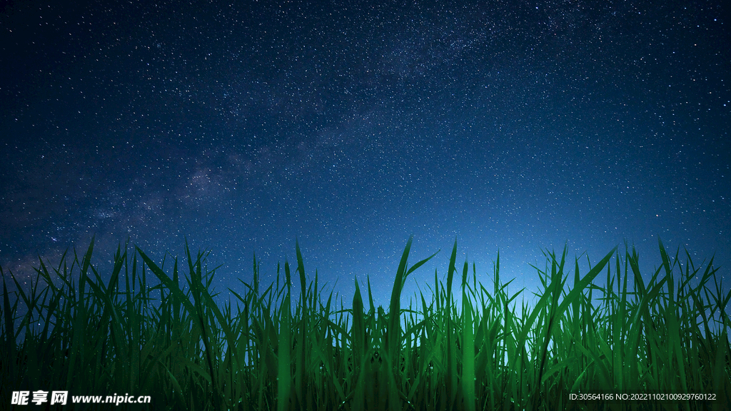 夜空下的青草