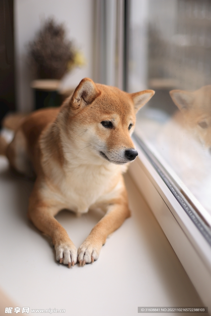 宠物狗 