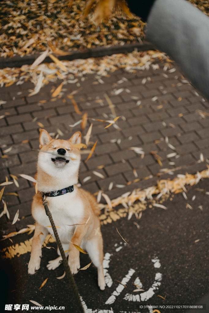 宠物狗 