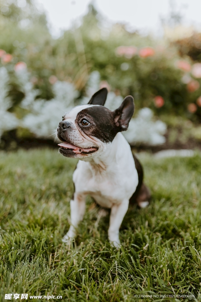宠物狗摄影图__家禽家畜_生物世界_摄影图库_昵图网
