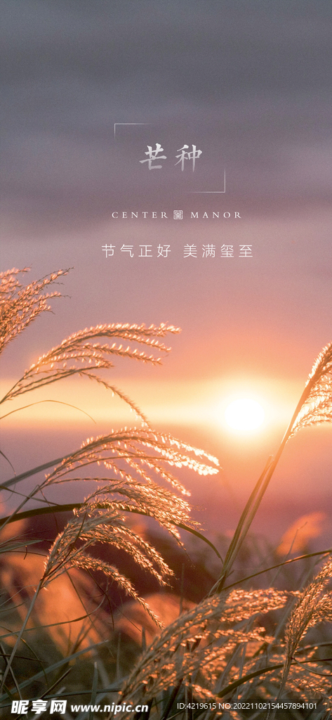 芒种海报