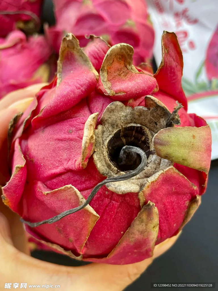 火龙果