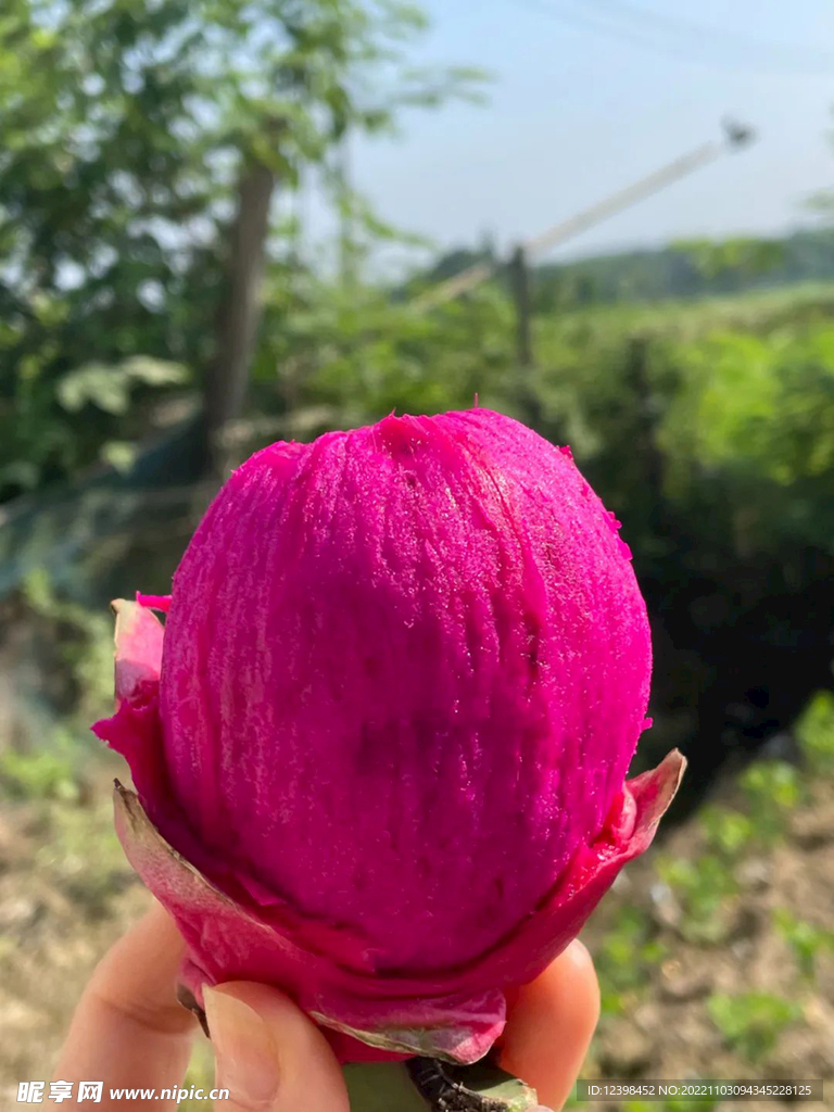 红心火龙果