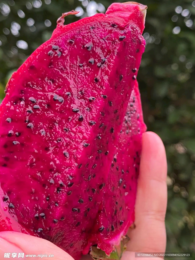 红心火龙果