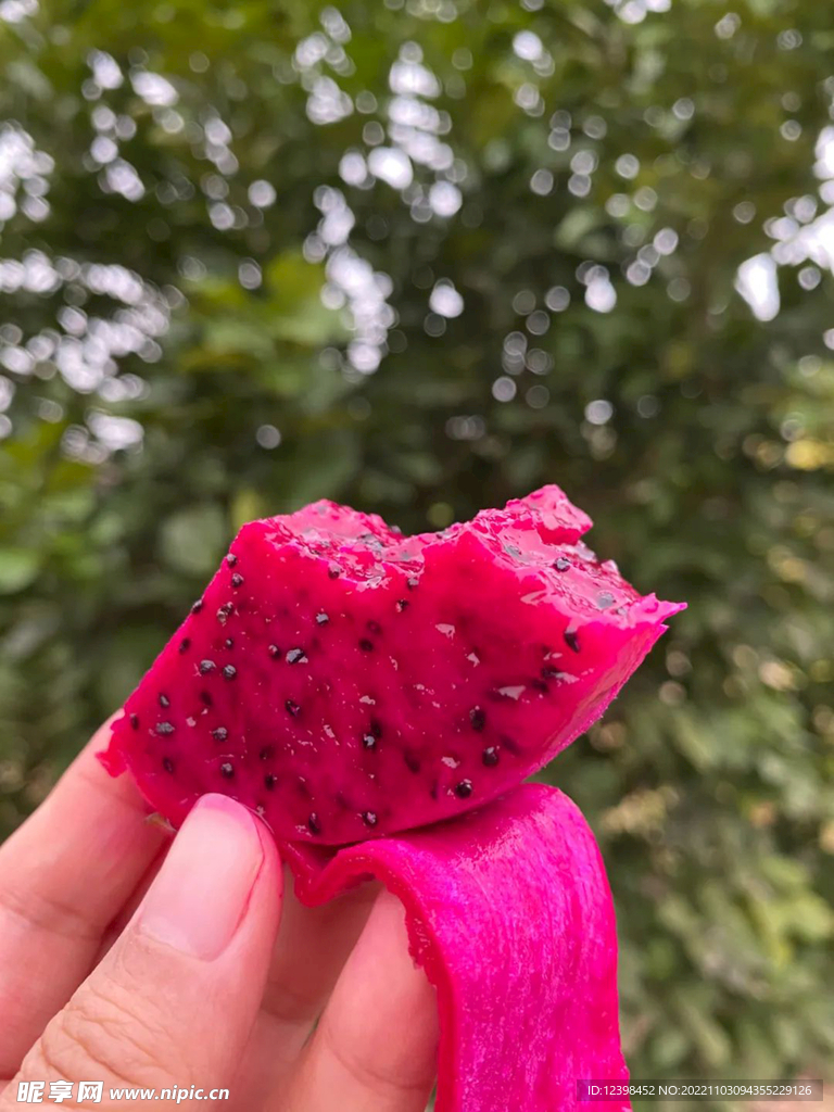 红心火龙果