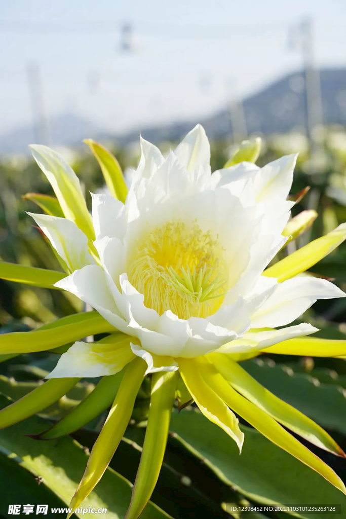 火龙果花