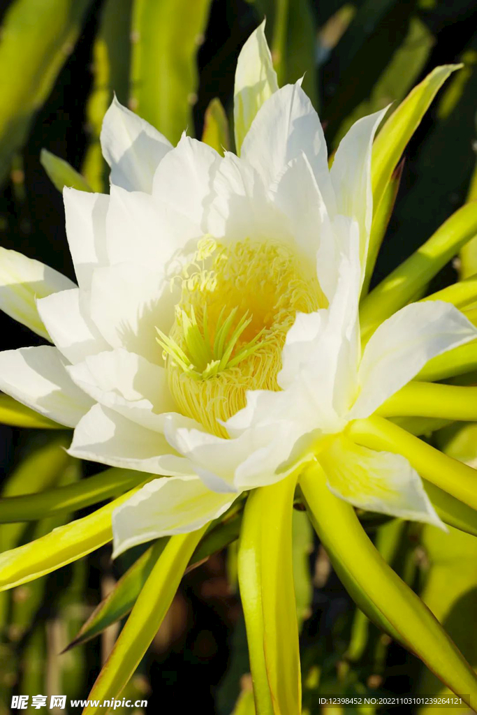 火龙果花