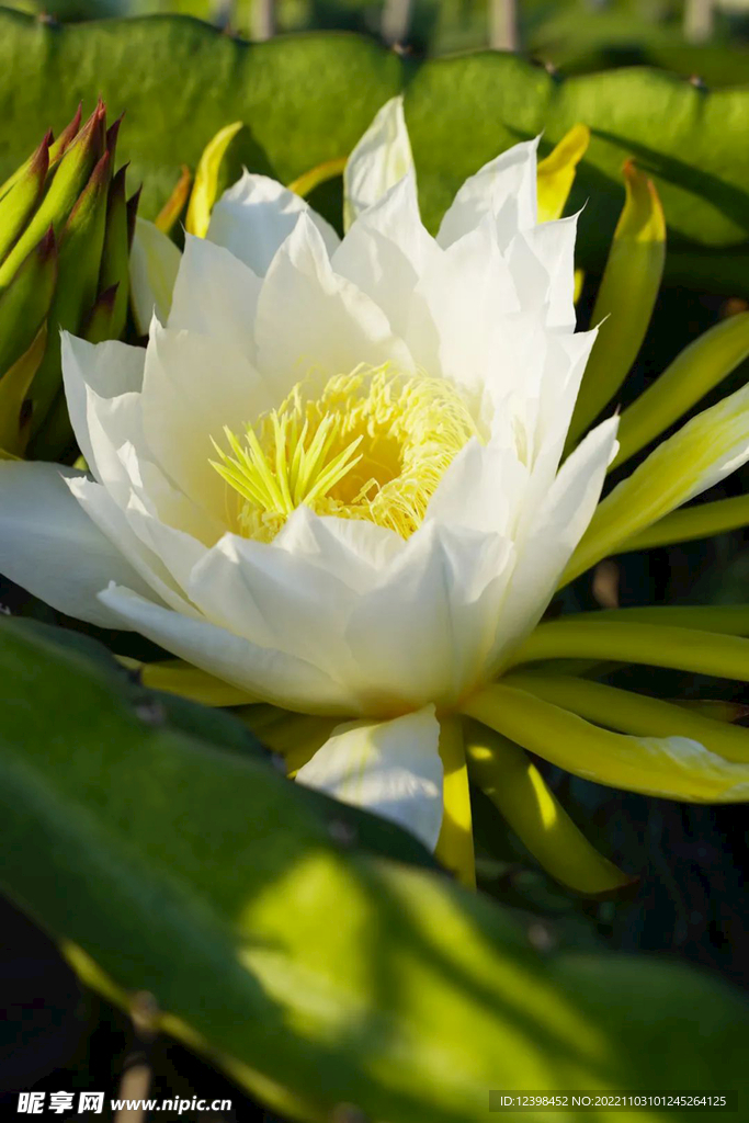 火龙果花