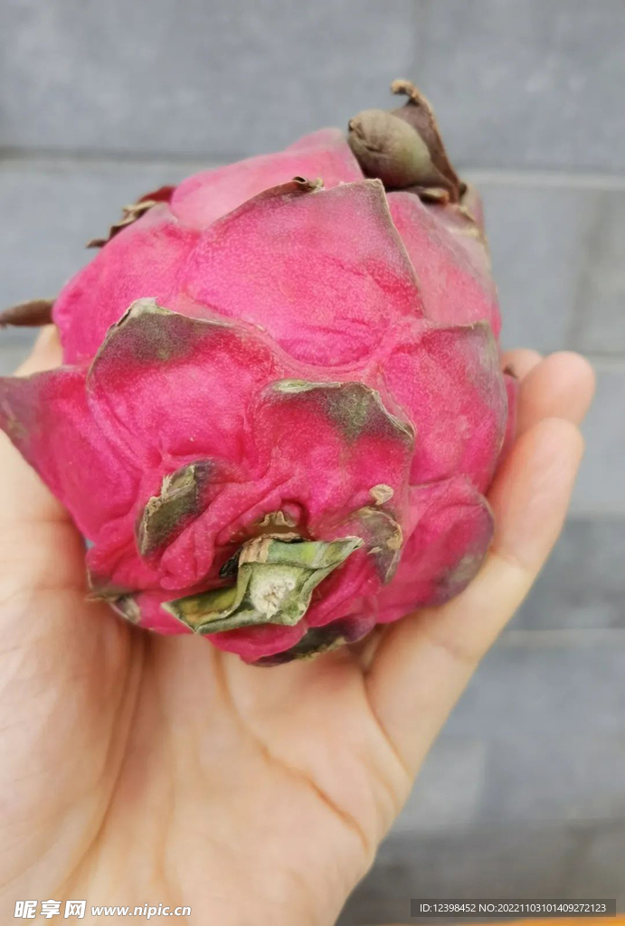 火龙果