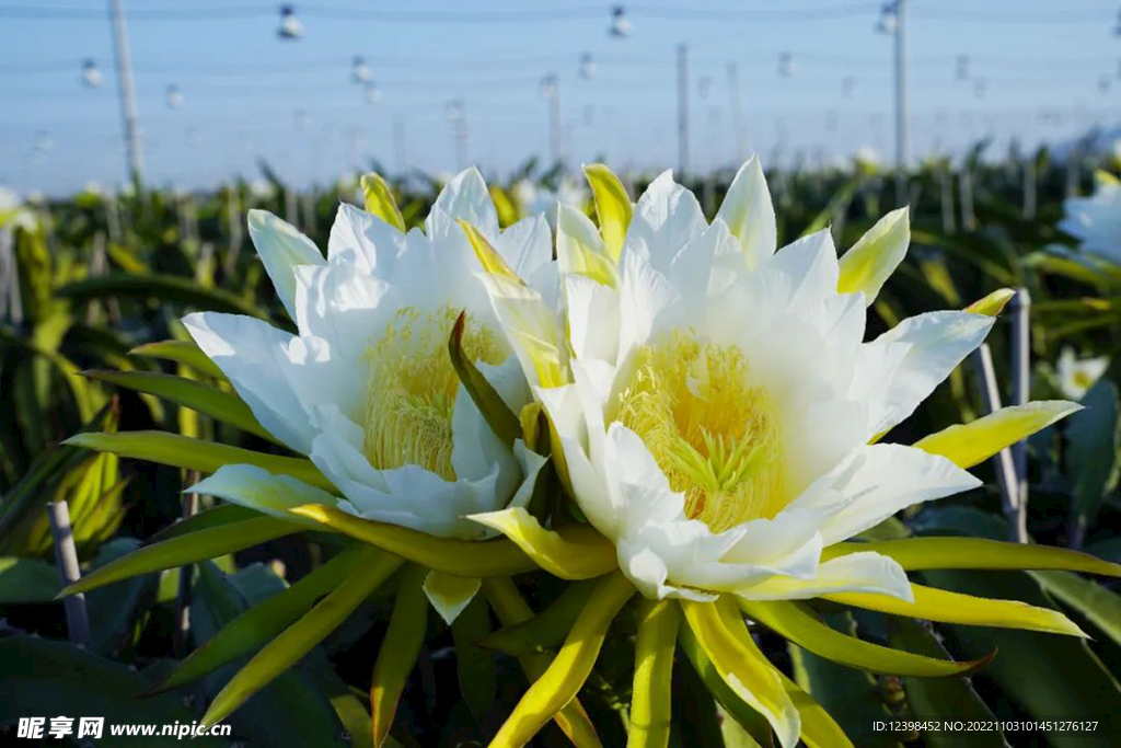 火龙果花