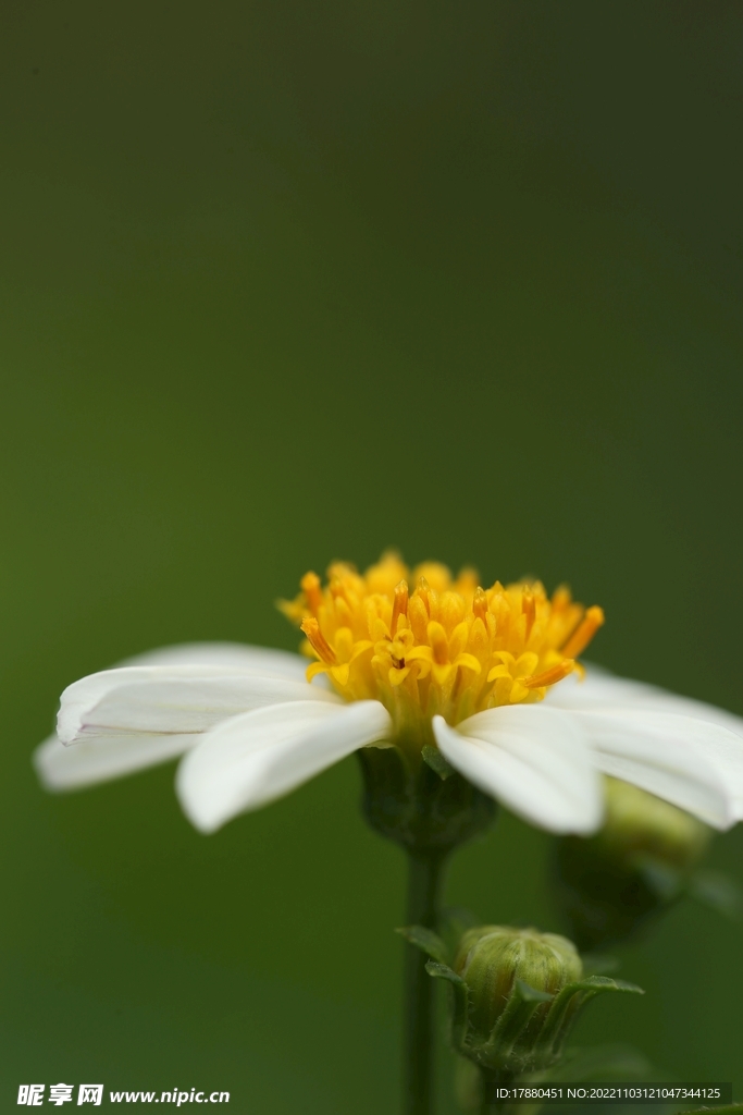 花卉
