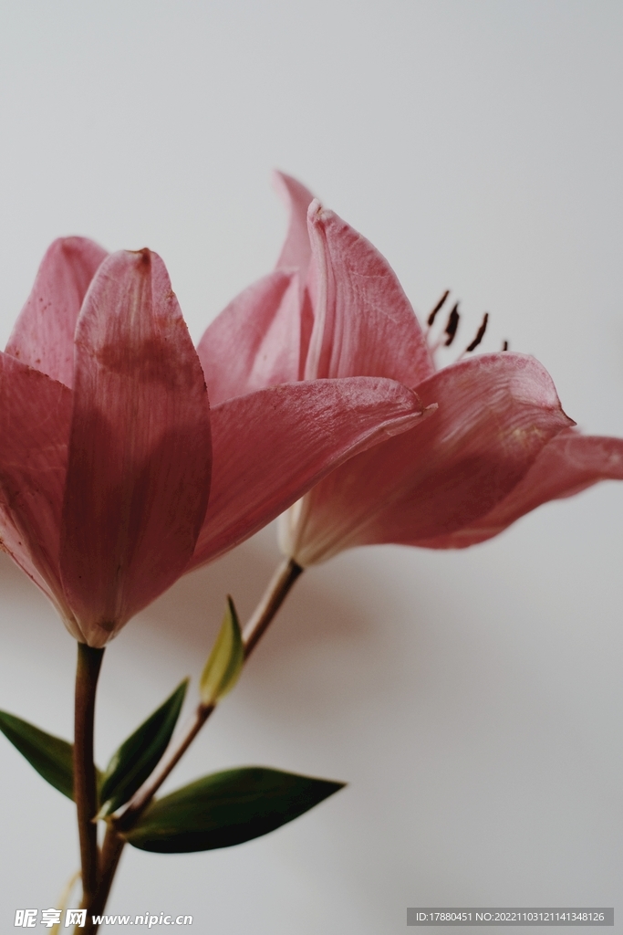 百合