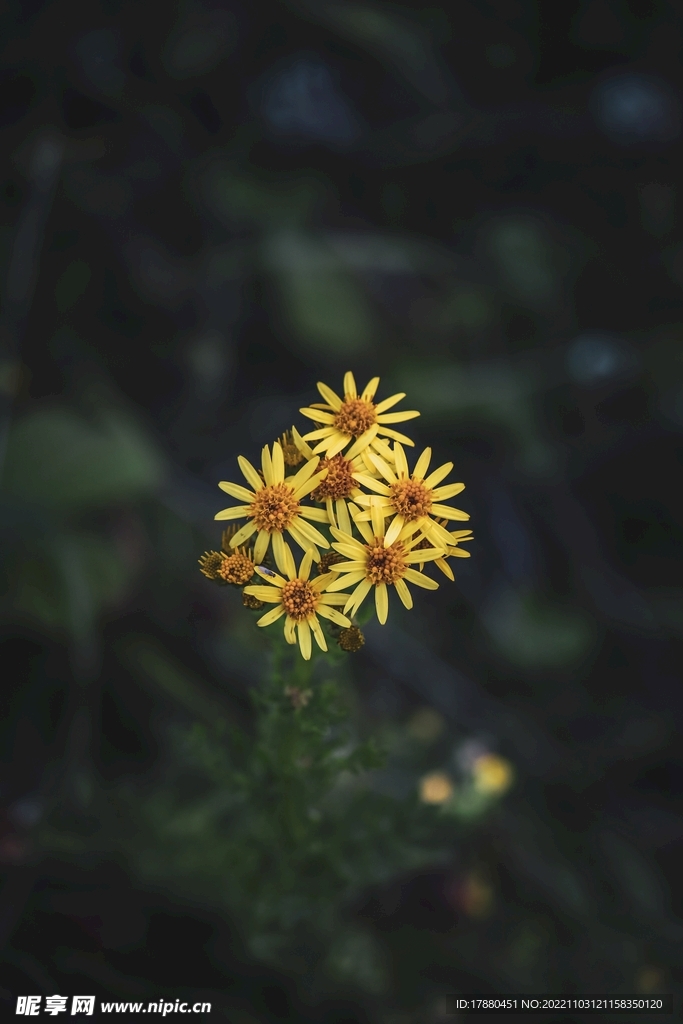 雏菊