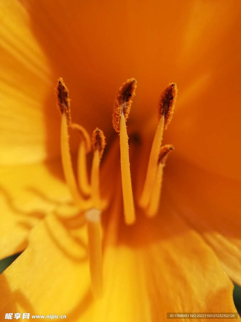 花蕊