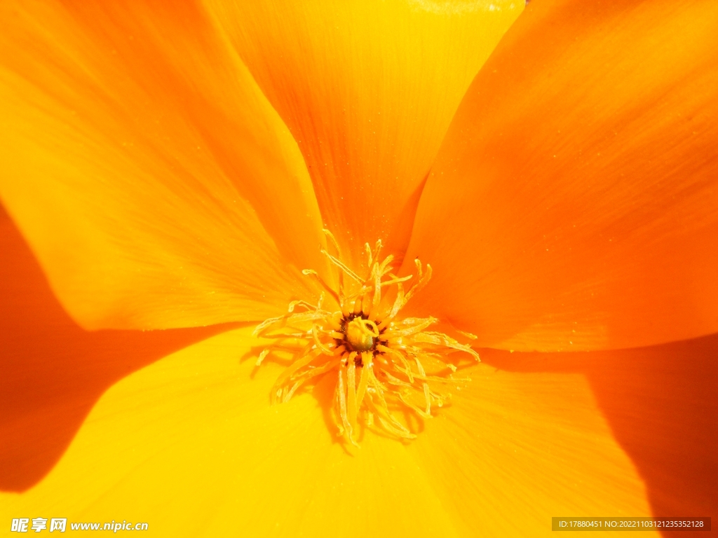 花蕊