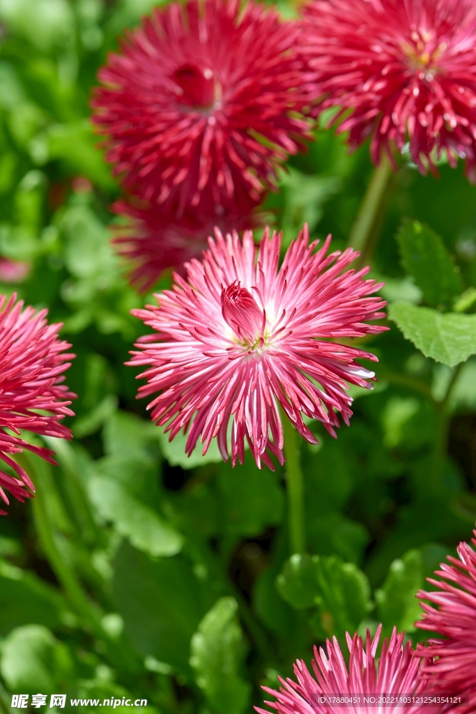 雏菊