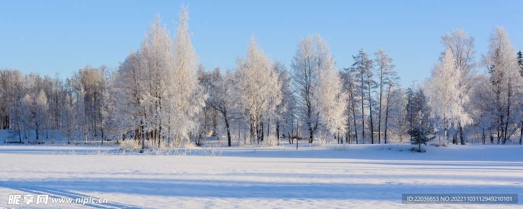 雪地树林