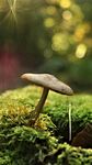 野生苔藓蘑菇